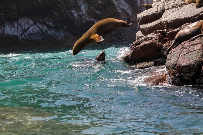 Ballestas Islands & National Reserve of Paracas from Ica - Should you book this Ica day trip?