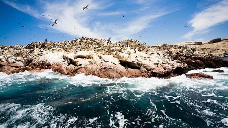 Ballestas Islands & Paracas National Reserve from Paracas - Lagunillas Beach Is the Most Flexible Stop