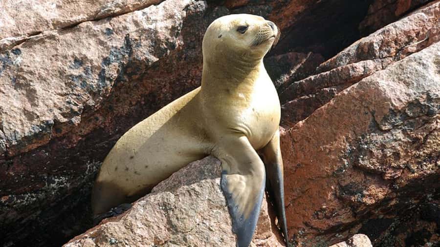 Ballestas Islands & Paracas National Reserve from Paracas - Sea Lions and Penguins Around the Ballestas Islands