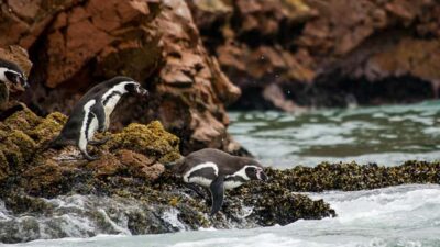 Ballestas Islands & Paracas National Reserve from Paracas