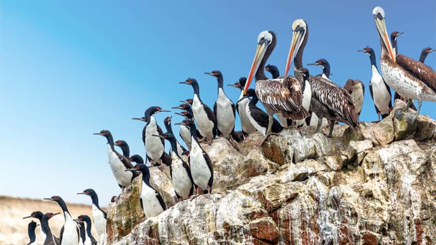 Ballestas Islands & Paracas National Reserve from Paracas - La Catedral: A Coastal Formation Worth the Stop