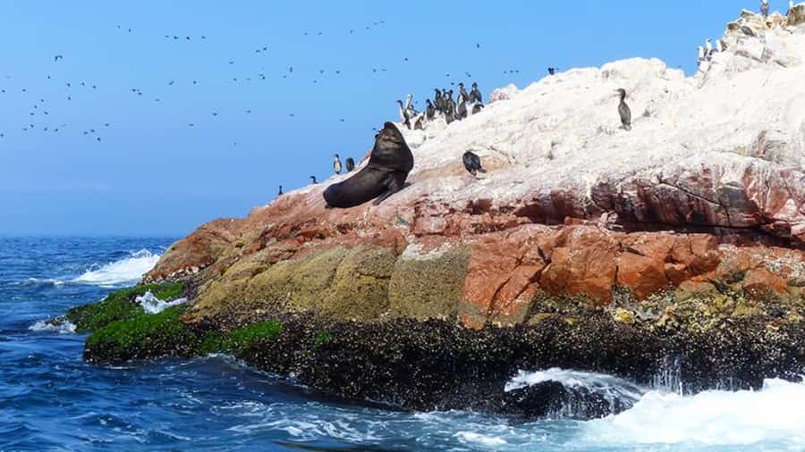Ballestas Islands & Paracas National Reserve from Paracas - Playa Roja Brings the Strongest Colors