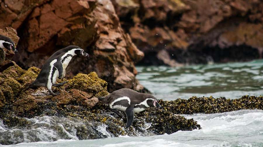 Ballestas Islands & Paracas National Reserve from Paracas - The Candelabro Appears Before the Wildlife