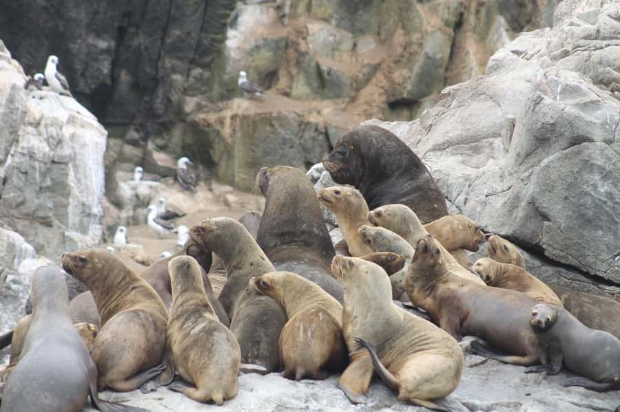 Callao: Swimming with Sea Lions Palomino Islands Boat Tour - Who will enjoy this more, and who should skip it