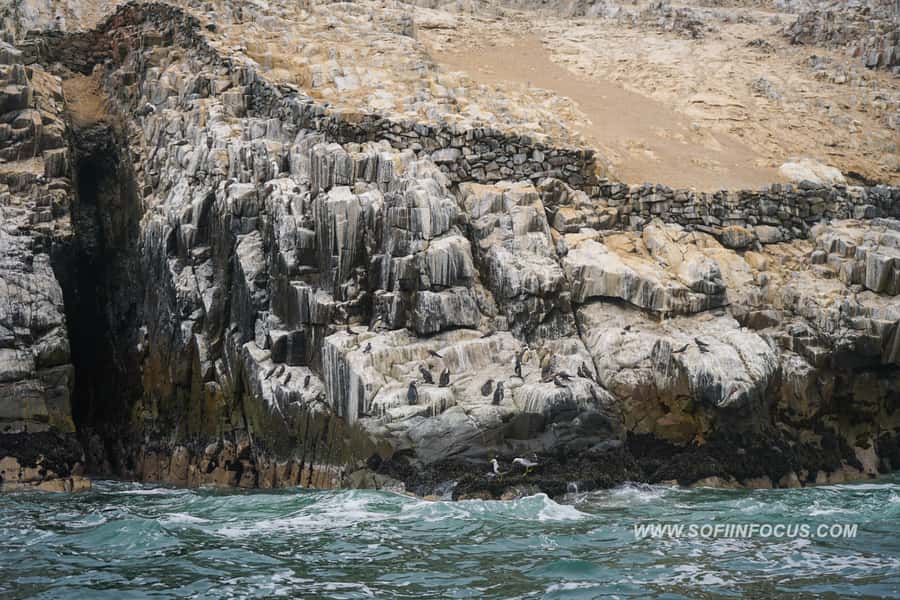Callao: Swimming with Sea Lions Palomino Islands Boat Tour - Should you book the Palomino Islands swim?