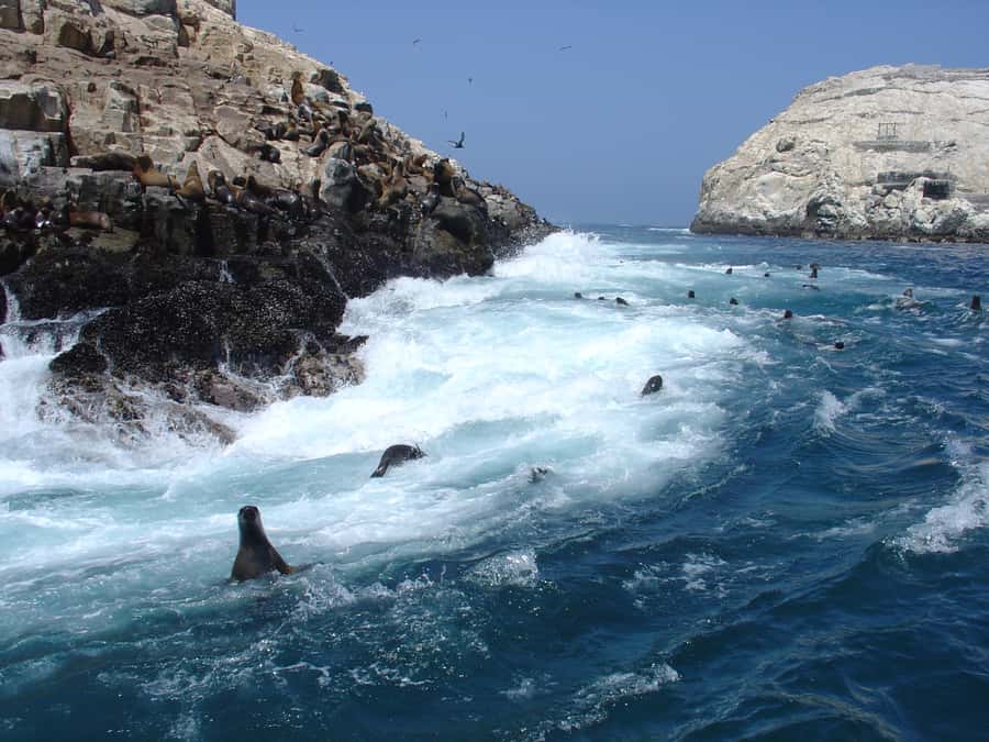 Callao: Swimming with Sea Lions Palomino Islands Boat Tour - San Lorenzo Island and the open Pacific
