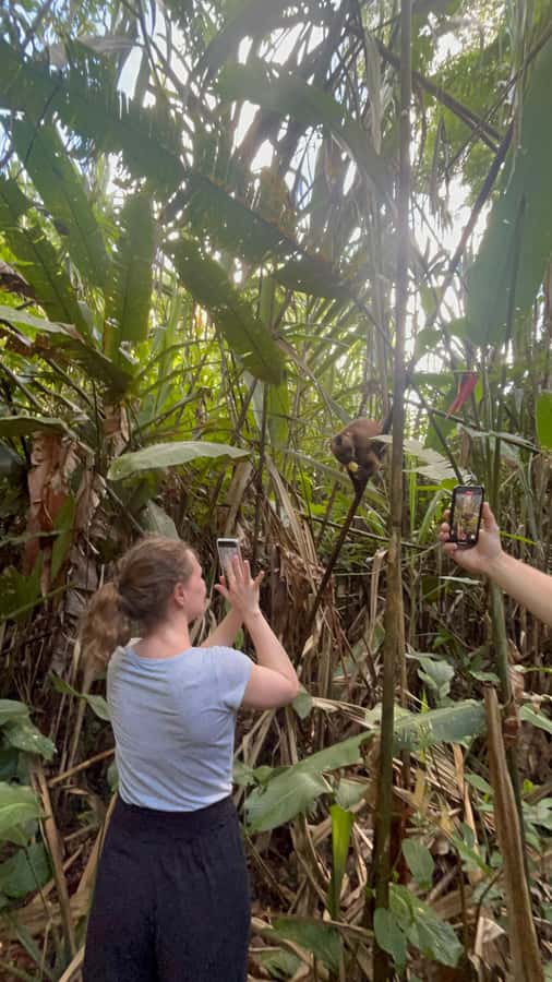Canopy Tower, Zipline, Kayak, and Monkey Island … - Crossing the Canopy Bridge Before the Zipline