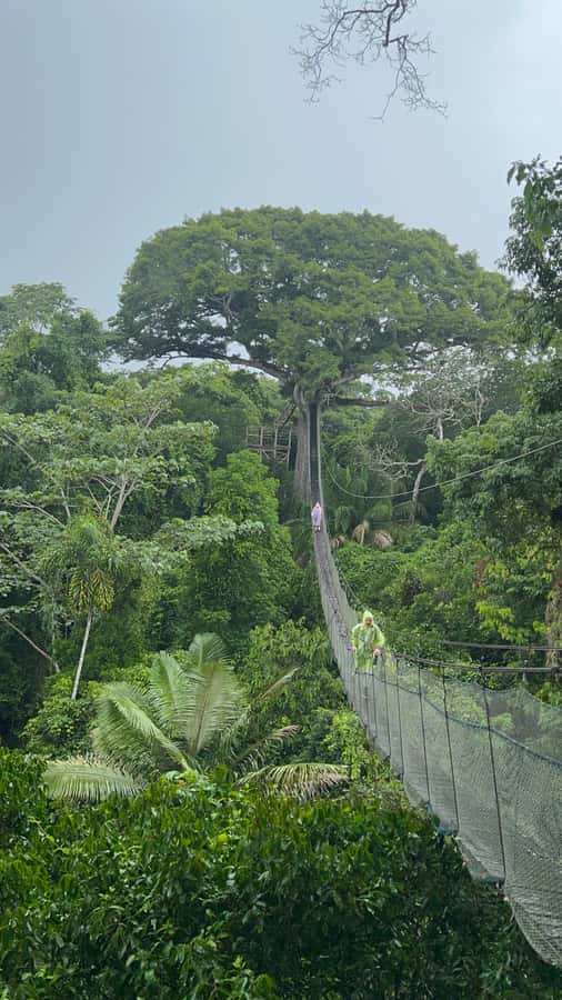 Canopy Tower, Zipline, Kayak, and Monkey Island … - Kayaking on the Madre de Dios River
