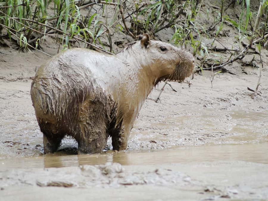 Capibara and caiman search on the Tambopata river - Practical details that affect your decision