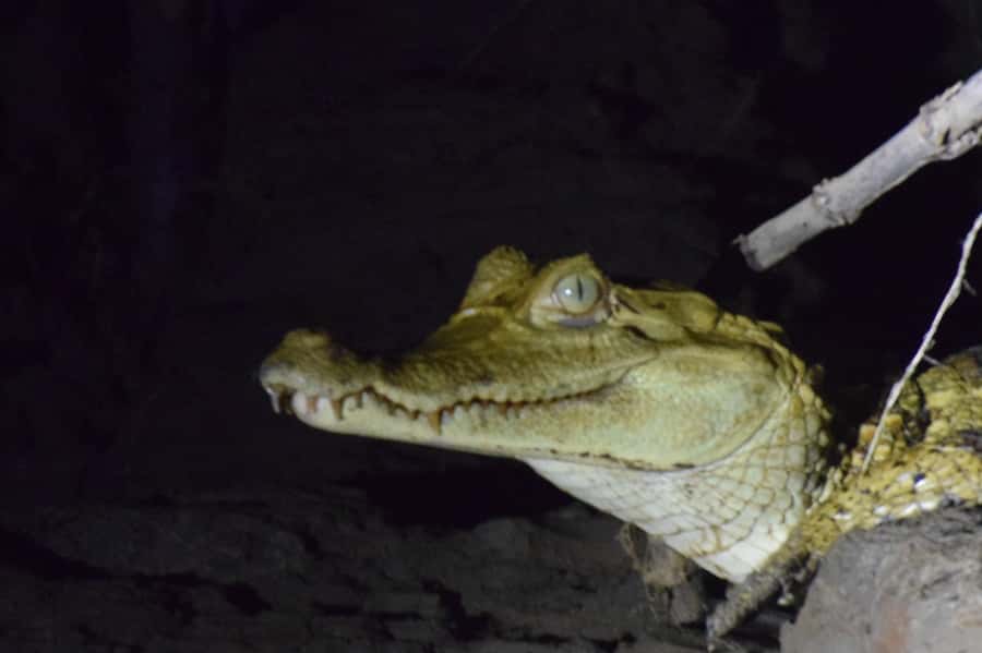 Capibara and caiman search on the Tambopata river - The dry-season beach walk and turtle search
