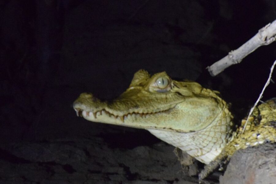 Capibara and caiman search on the Tambopata river - What $55 gets you