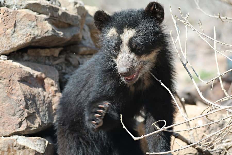 Chiclayo: Chaparri Ecological Reserve Tour - From Chiclayo to the dry forest near Chongoyape