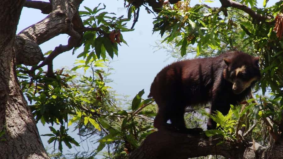 Chiclayo: Chaparri Ecological Reserve Tour - Tinajones Reservoir adds water and birds to the day