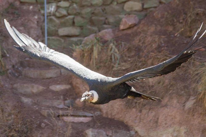 Cochahuasi Animal Sanctuary® Admission Ticket - Why Cochahuasi matters beyond a quick animal stop