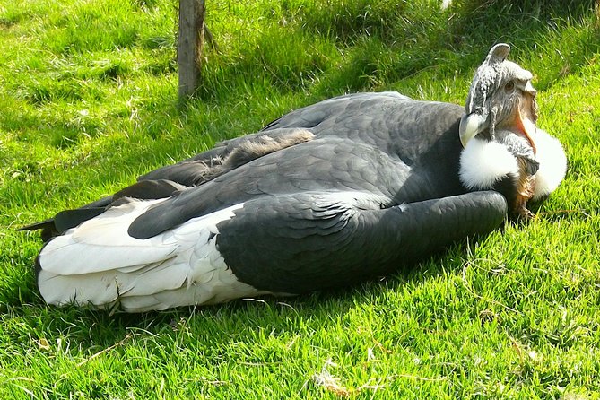 Cochahuasi Animal Sanctuary® Admission Ticket - Walking among pumas, condors, bears, and Andean animals