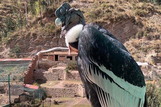 Cochahuasi Animal Sanctuary® Admission Ticket - What the $10 admission is really buying