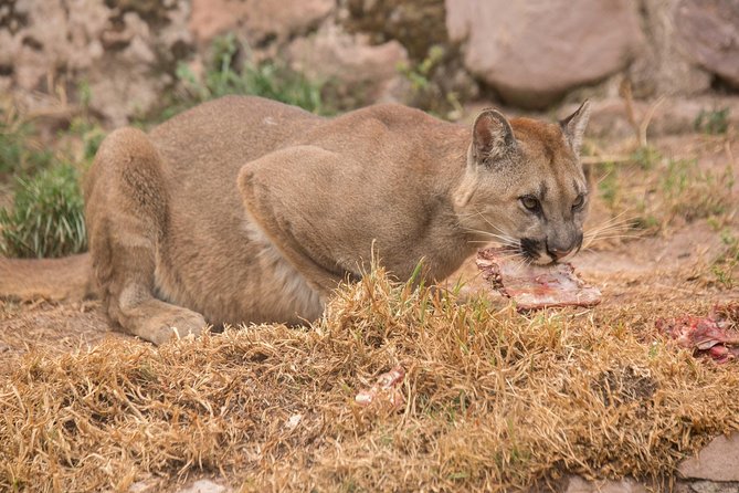 Cochahuasi Animal Sanctuary® Admission Ticket - Booking details that affect your day