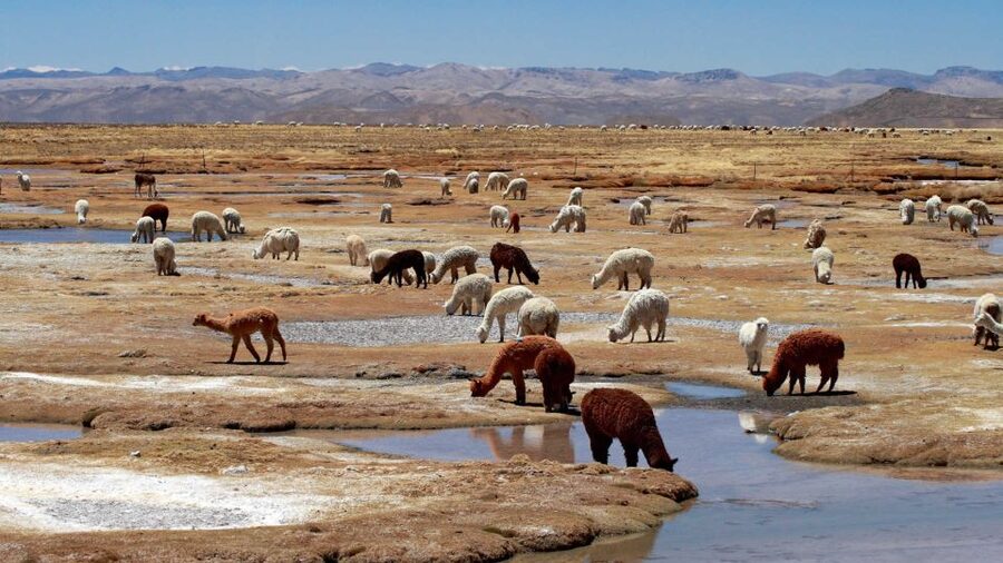 Colca Canyon: 2-Day Tour from Arequipa to Puno - FAQ
