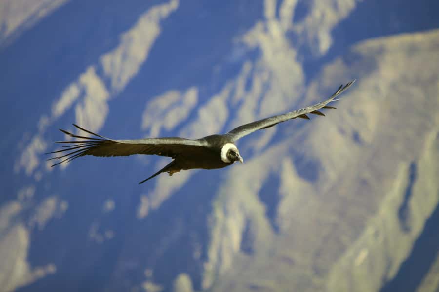 Colca Canyon: 2-Day Tour from Arequipa to Puno - Day 1: Leaving Arequipa for Chivay