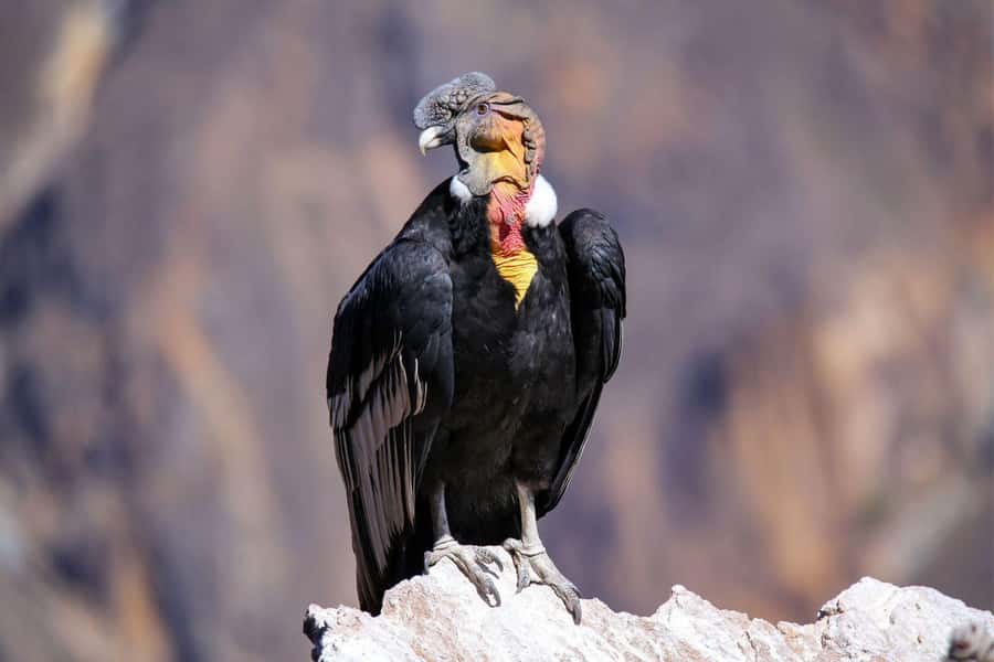 Colca Canyon Day Trip: From Arequipa to Puno - Tocrapampa wetlands and the camelids of Pampa Cañahuas