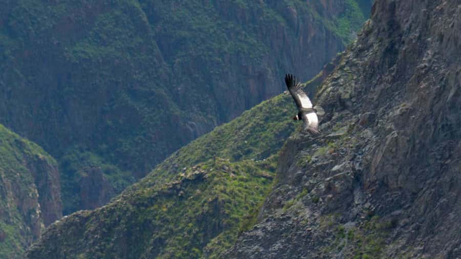 COLCA CANYON FULL DAY TOURS - What the $20 price really buys you