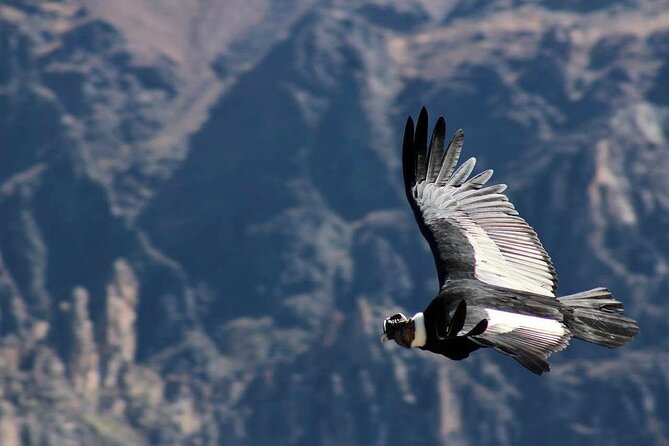 Colca Canyon Plus - Abra Patapampa at 4,910 Meters
