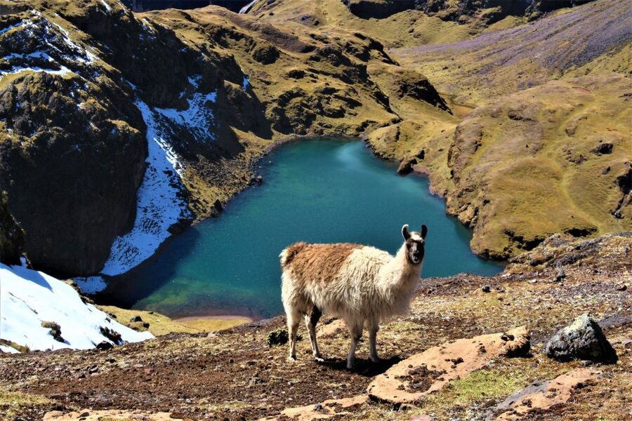 Cusco: 4-Day Lares Trek to Machu Picchu with Panoramic Train - Should you book the Lares Trek to Machu Picchu?