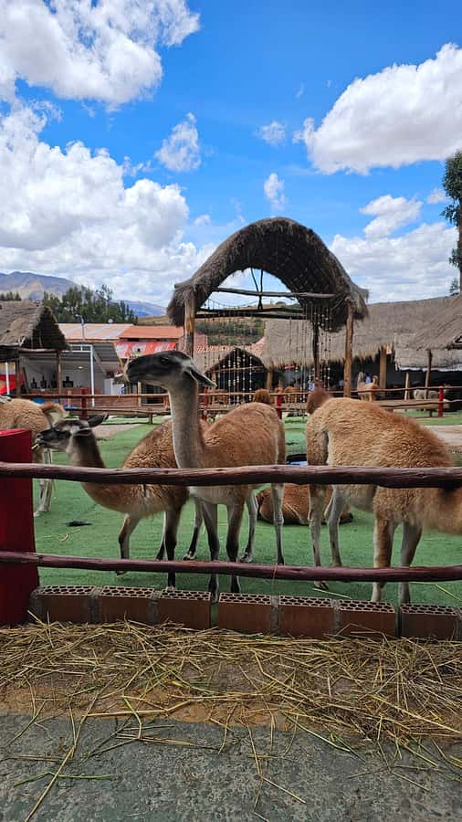 Cusco: Alpaca and Llama Farm Tour w/ Transfer & Weaving Demo - The short ride from Cusco to Manos de la Comunidad