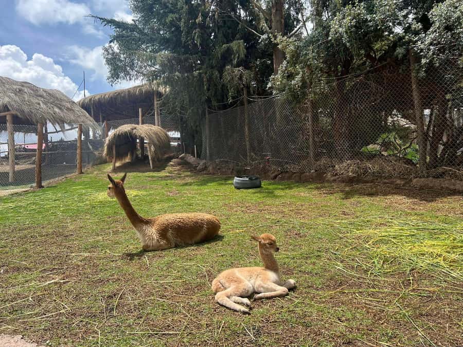 Cusco: Alpaca and Llama Farm Tour w/ Transfer & Weaving Demo - Inca connections that make the animals matter