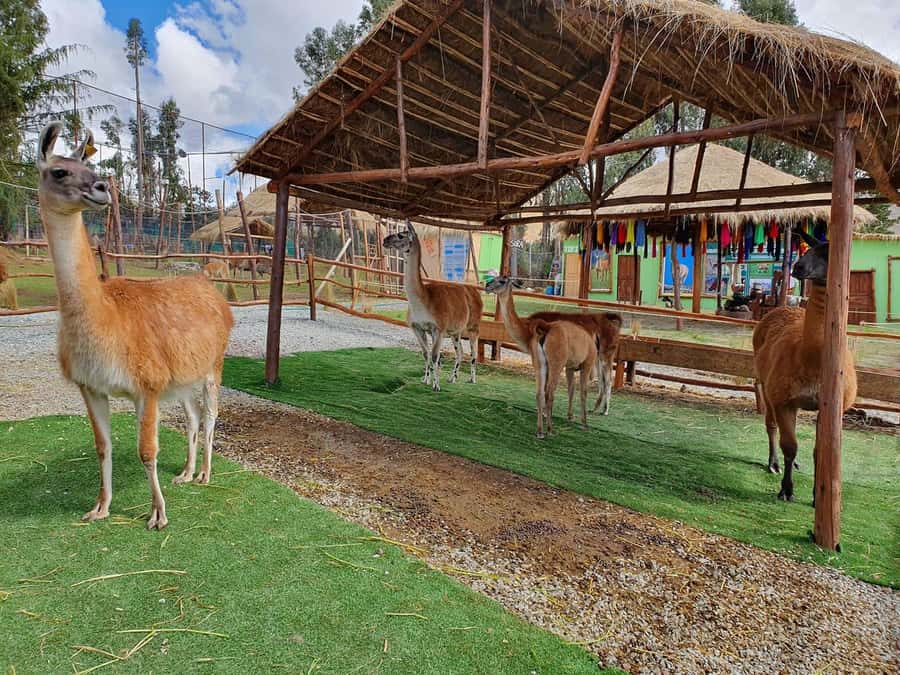 Cusco: Alpaca and Llama Farm Tour w/ Transfer & Weaving Demo - Watching Andean weaving and natural dyeing