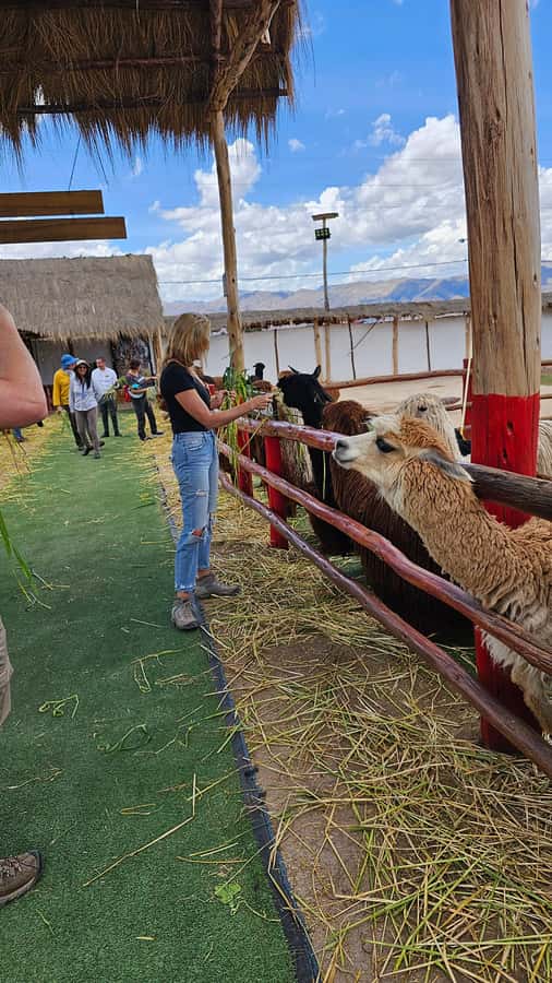 Cusco: Alpaca and Llama Farm Tour w/ Transfer & Weaving Demo - Should you book the alpaca and llama farm tour?