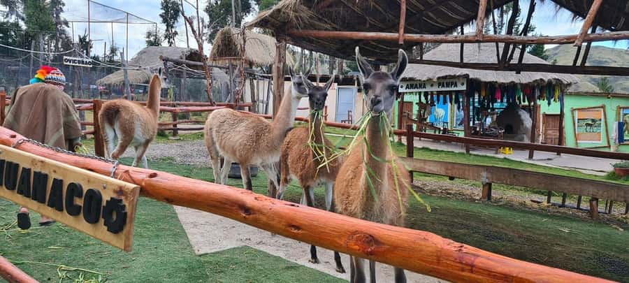 Cusco: Alpaca and Llama Farm Tour w/ Transfer & Weaving Demo - Meeting the alpacas, llamas, vicuñas, and huanacos