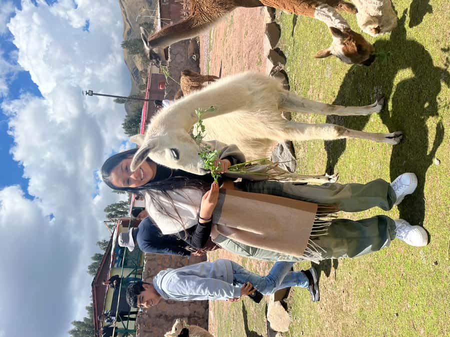 Cusco: Archeological Sites Tour and Forest Photo Experience - Practical preparation for Cusco’s high-altitude circuit