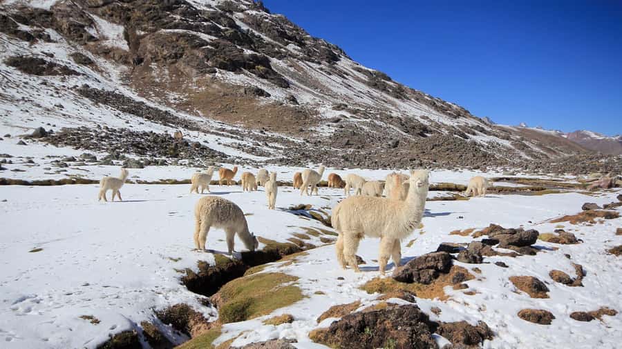 Cusco: Ausangate Tour Seven Lagoons + meals - Is $34 good value?
