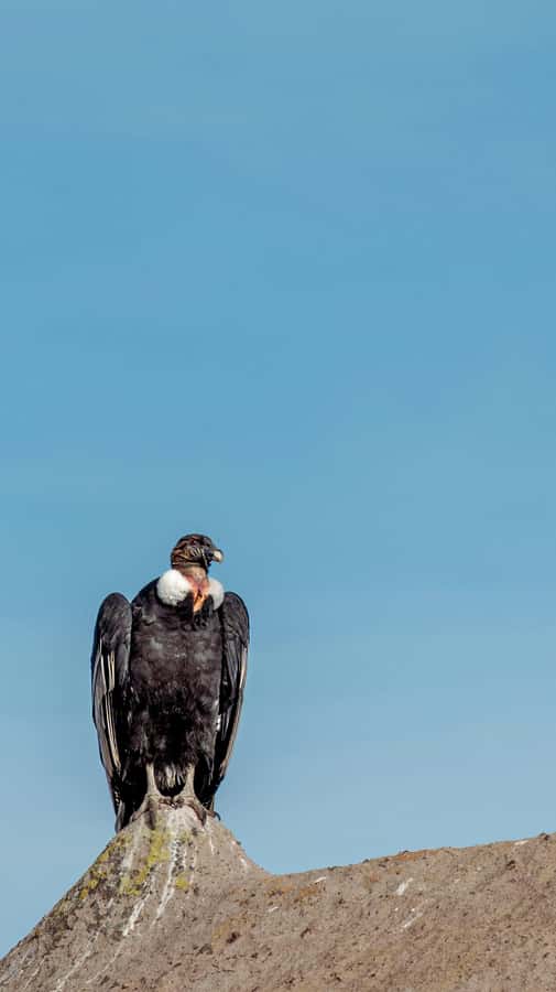 Cusco: Chonta Canyon and Condor Flight Tour with Lunch - Key points to know before booking