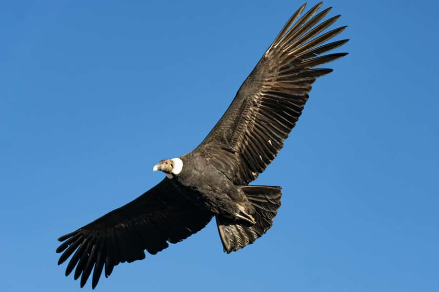 Cusco: Chonta Canyon and Condor Flight Tour with Lunch - Tarawasi adds an unusual ceremonial site near Limatambo