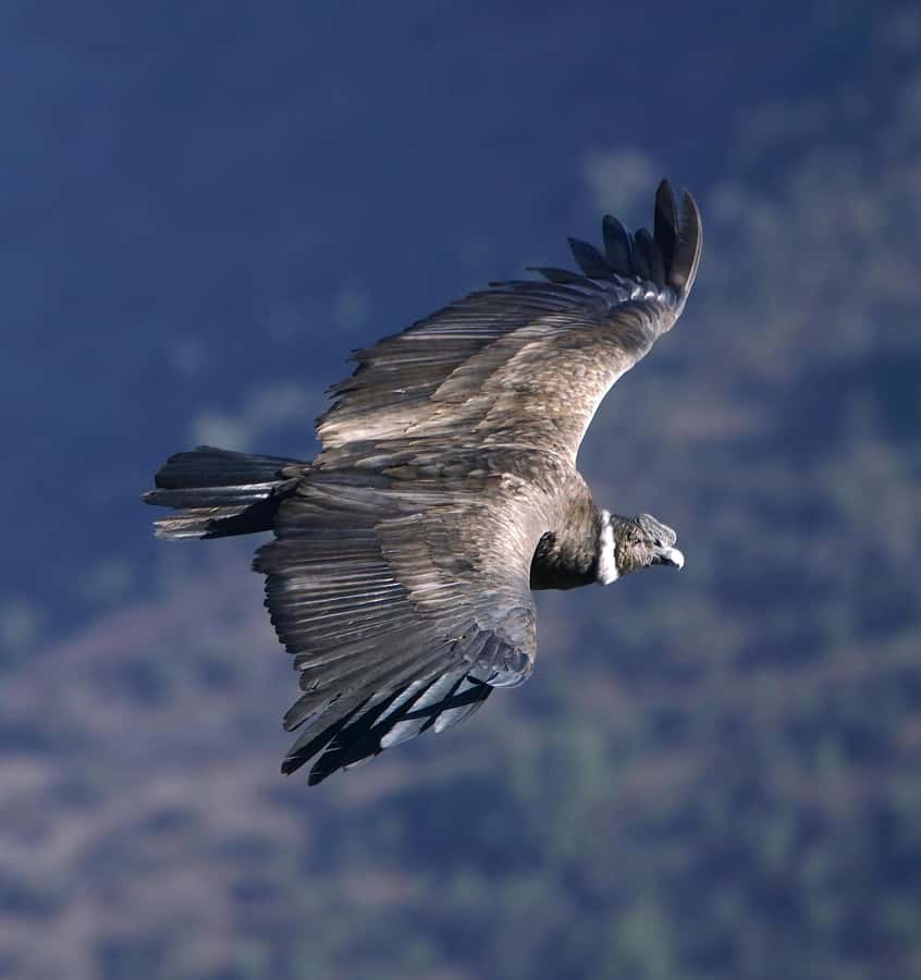 Cusco: Chonta Canyon and Condor Flight Tour with Lunch - Killarumiyoq gives the morning a strong start