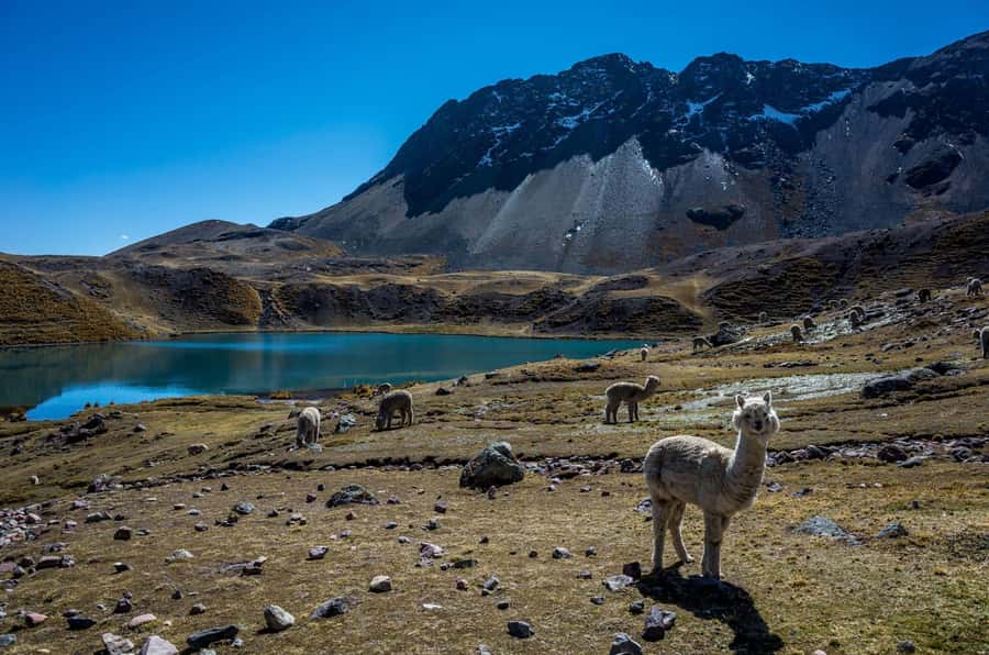 Cusco: Excursion to Ausangate 7 Lagunas + lunch - Why Ausangate’s seven lagoons are worth the long day