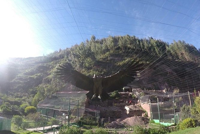 Cusco Santuario de Animales Rescatados en Cusco - Key points to know before booking