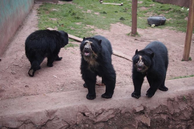 Cusco Santuario de Animales Rescatados en Cusco - Why this sanctuary visit is different from a regular animal attraction