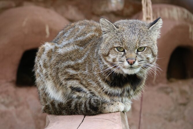 Cusco Santuario de Animales Rescatados en Cusco - A guide who adds meaning to the visit