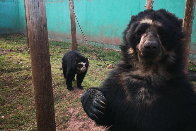 Cusco Santuario de Animales Rescatados en Cusco - Inside Cochahuasi Animal Sanctuary