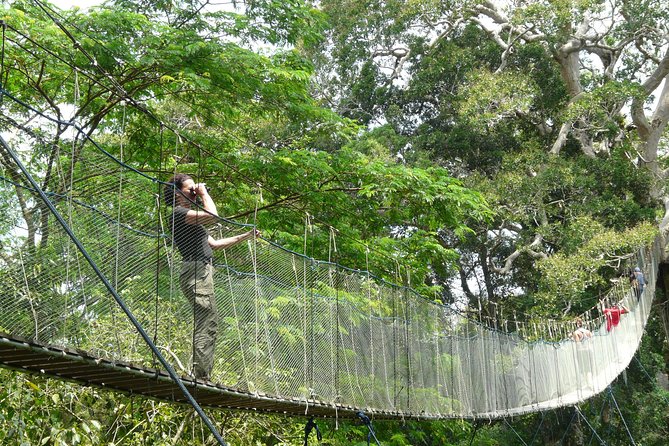 Eco Jungle 3 Days - 2 Nights - Day three: a high walkway and an early departure