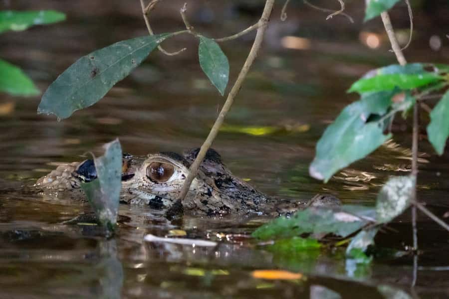 Excursion 2 days/1 nights in the jungle: Tambopata - Key points at a glance