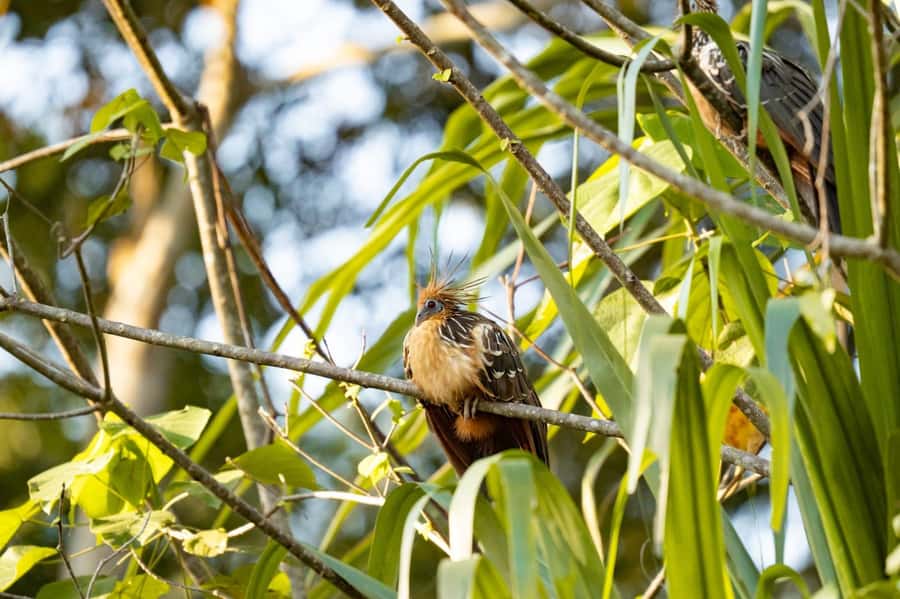 Excursion 2 days/1 nights in the jungle: Tambopata - Why two days in Tambopata can work