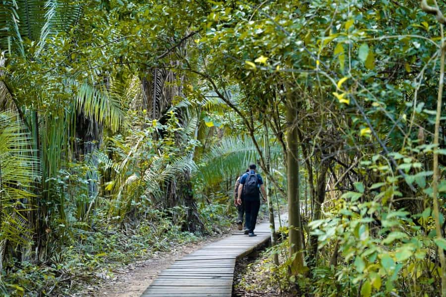 Excursion 2 days/1 nights in the jungle: Tambopata - The first forest walk: insects, animals, and plant life