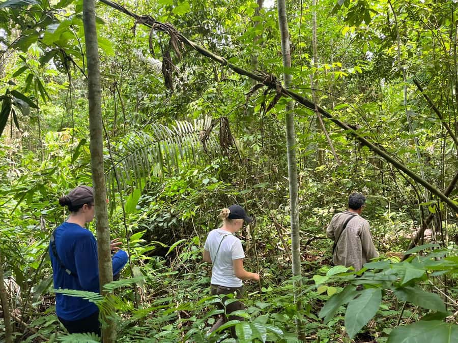 Excursion 2 days/1 nights in the jungle: Tambopata - How much physical effort should you expect?