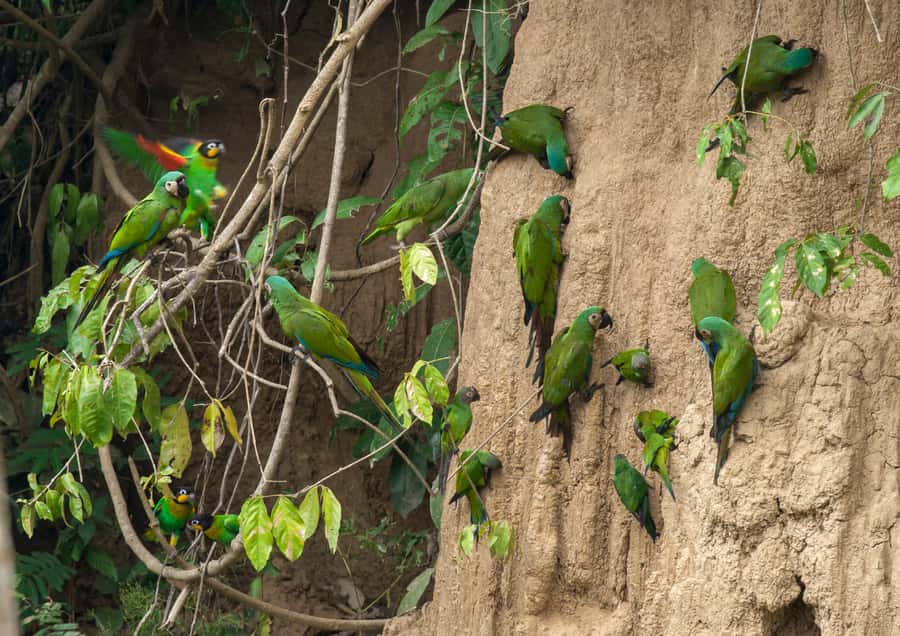 Excursion 3 days/2 nights in the jungle - The lodge: comfort with clear limits