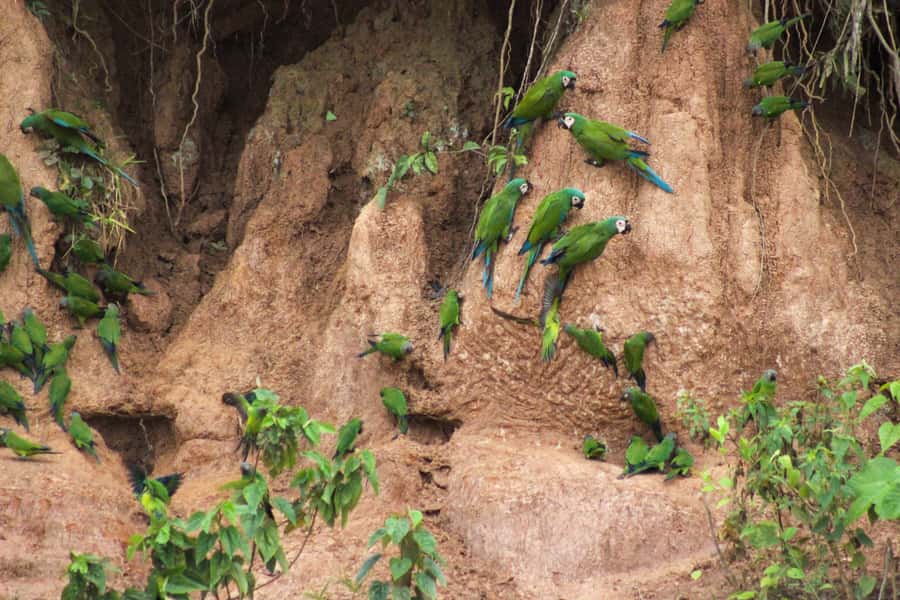 Excursion 3 days/2 nights in the jungle - Who should choose this three-day jungle trip?
