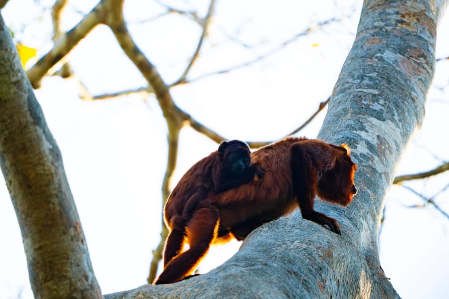 Excursion 3 days/2 nights in the jungle - Should you book Tronco Tambopata Adventure?